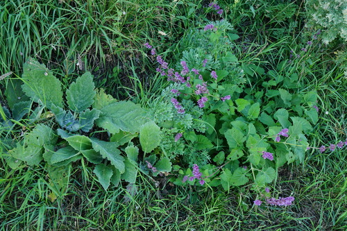 Whorled clary (Salvia verticillata)