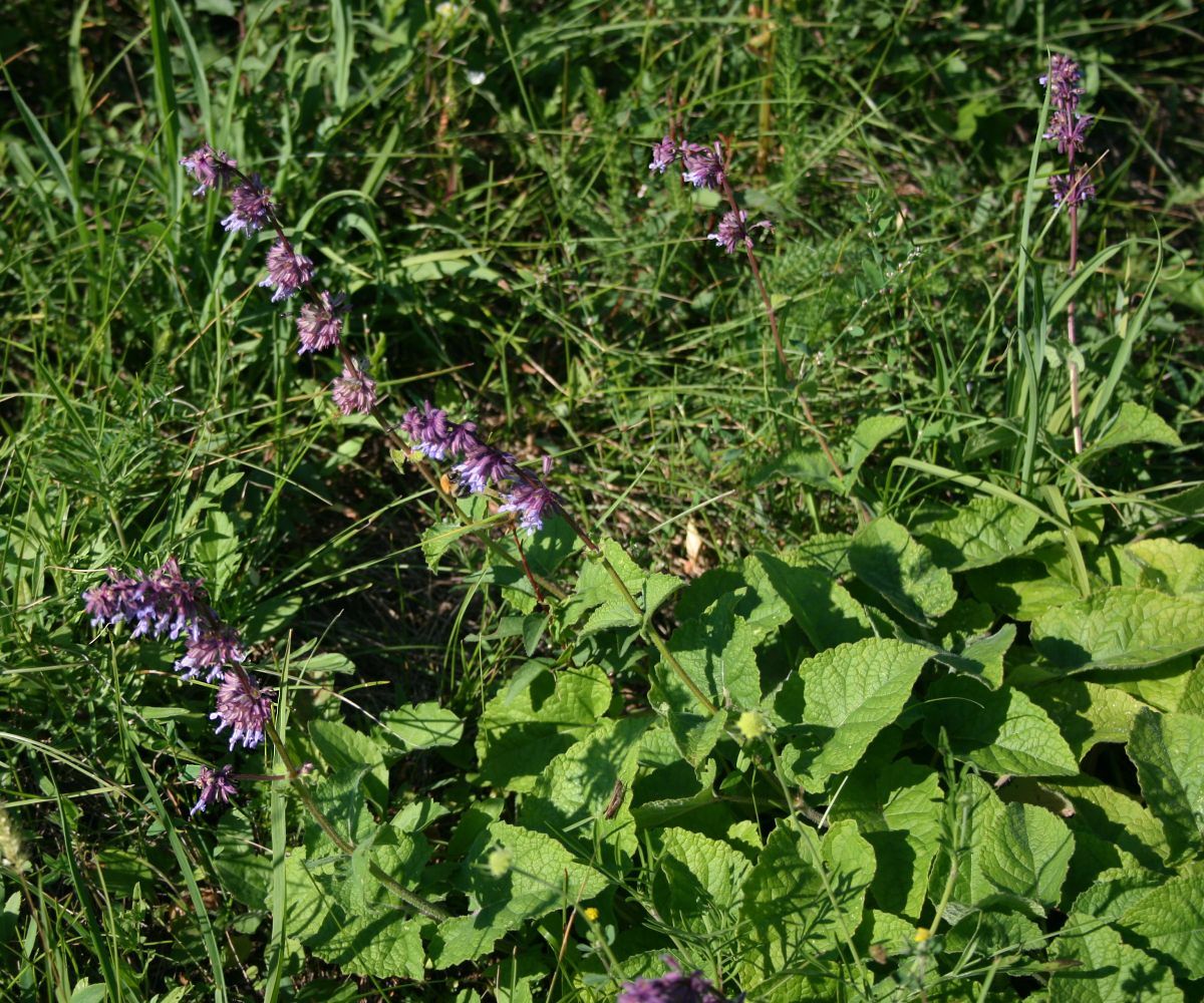 Whorled clary: Quirl-Salbei ( Salvia verticillata ), Lippenblütler (Lamiaceae) - Österreich/Austria/Autriche: Niederösterreich, Alpenostrand, Südostfuß des Pfaffstättner Kogel