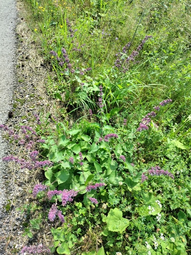 Whorled clary (Salvia verticillata)
