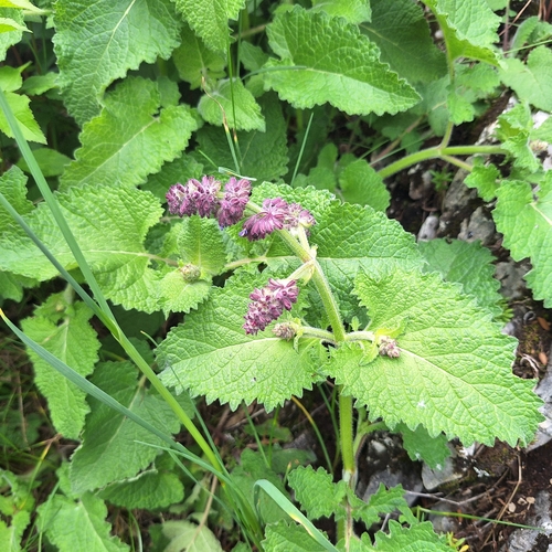Whorled clary (Salvia verticillata)