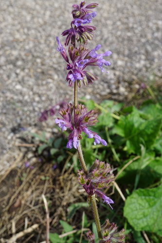Whorled clary (Salvia verticillata)