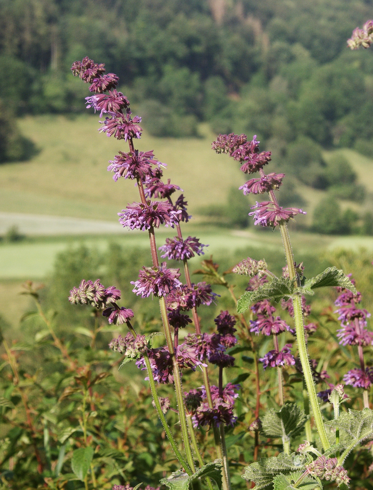 Whorled clary: Salvia verticillata , Hohenlohe, Germany