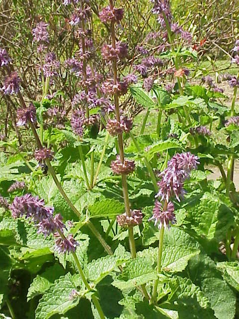 Whorled clary (Salvia verticillata)