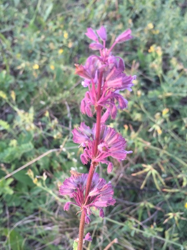 Whorled clary (Salvia verticillata)