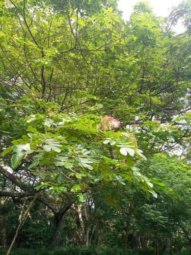 Rain tree (Samanea saman)