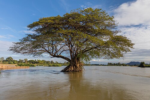 Rain tree: Submerged Samanea saman ( Albizia saman or rain tree) in the Mekong, near the island of Don Loppadi , Laos, during the dry season (when the river is low), in th