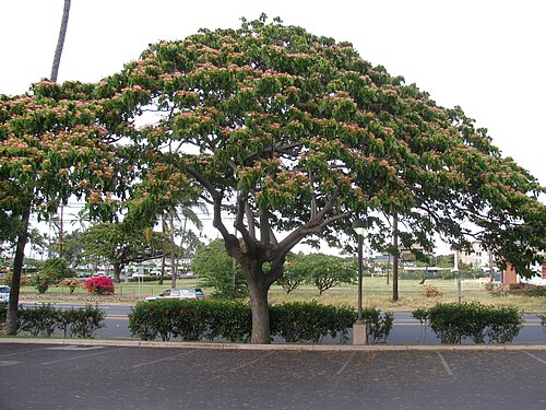 Rain tree: Samanea saman (Monkeypod) Flowering habit at Kaahumanu Mall Kahului, Maui, Hawaii. May 13, 2011 #110513-6511 Image Use Policy Also known as Albizia saman.