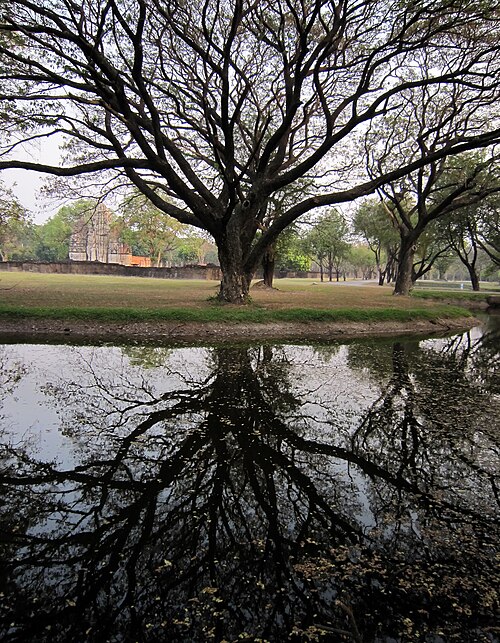 Rain tree: A big tree [Albizia saman] @ Sukhothai Historical park ; ต้นจามจุรี