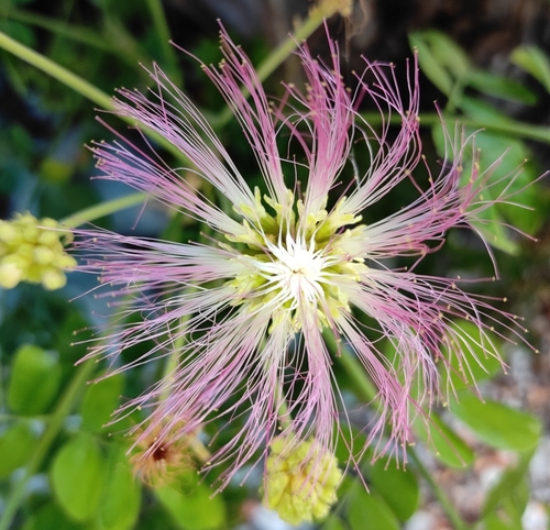 Rain tree (Samanea saman)