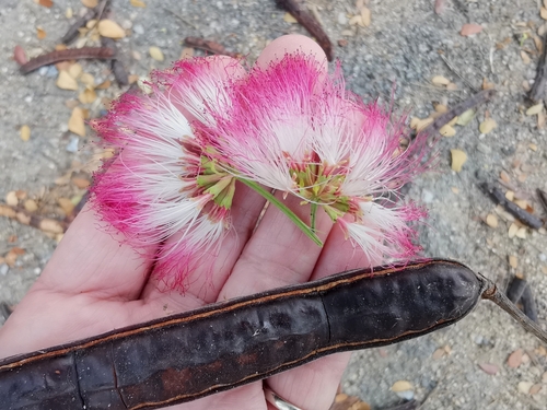 Rain tree (Samanea saman)