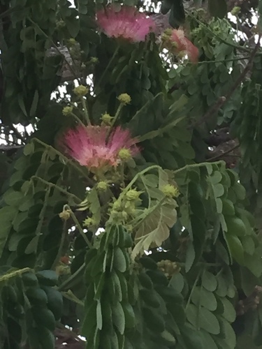 Rain tree (Samanea saman)