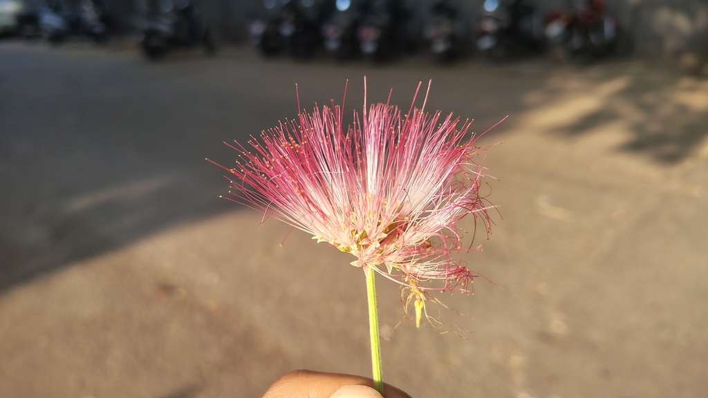 Rain tree (Samanea saman)