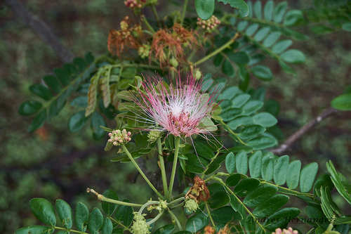 Rain tree (Samanea saman)