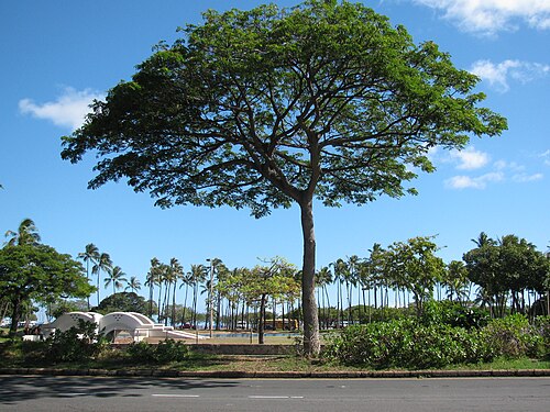 Rain tree: Samanea saman (Monkeypod) Habit at Ala Moana Beach Park Honolulu, Oahu, Hawaii. August 06, 2010 #100806-3619 Image Use Policy Also known as Albizia saman.
