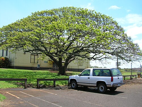 Rain tree: " rel="nofollow"> Samanea saman (Monkeypod) Habit with Tahoe at Paia, Maui, Hawaii. April 16, 2006 " rel="nofollow">#060416-7654 - <a href=" https://www.flickr.