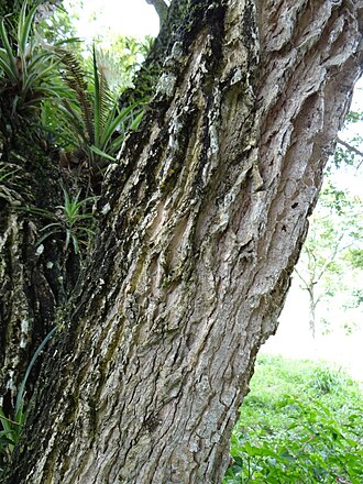 Samanea tubulosa: Samanea tubulosa (Benth.) Barneby & J.W.Grimes - FABACEAE - Brasília - Distrito Federal - Brasil.