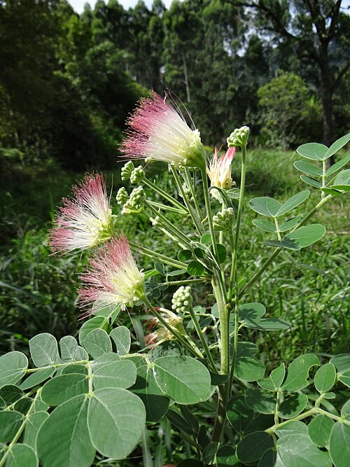 Samanea tubulosa: Samanea tubulosa (Benth.) Barneby & J.W.Grimes - FABACEAE - Brasília - Distrito Federal - Brasil.