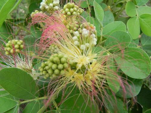 Samanea tubulosa (Samanea tubulosa)