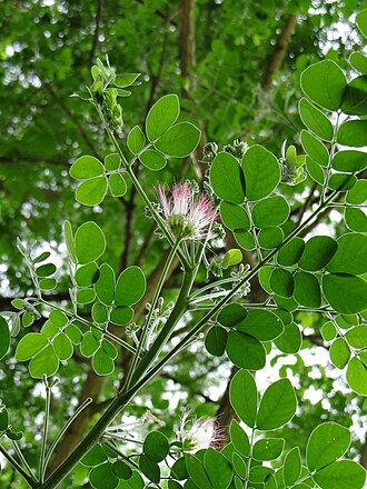 Samanea tubulosa: Flowering branch of Samanea tubulosa (Benth.) Barneby & J.W.Grimes - FABACEAE - Brasília - Distrito Federal - Brasil.