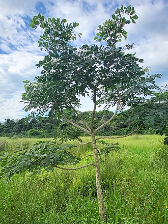 Samanea tubulosa: Samanea tubulosa tree