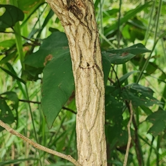 Samanea tubulosa (Samanea tubulosa)