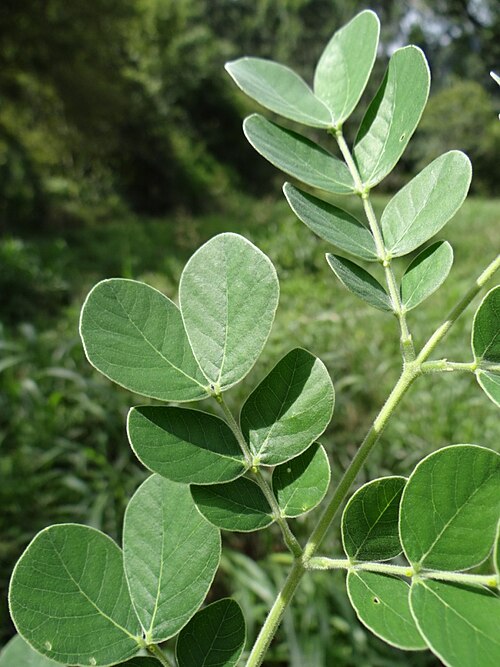Samanea tubulosa: Samanea tubulosa (Benth.) Barneby & J.W.Grimes - FABACEAE - Brasília - Distrito Federal - Brasil.