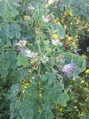 Samanea tubulosa (Samanea tubulosa)