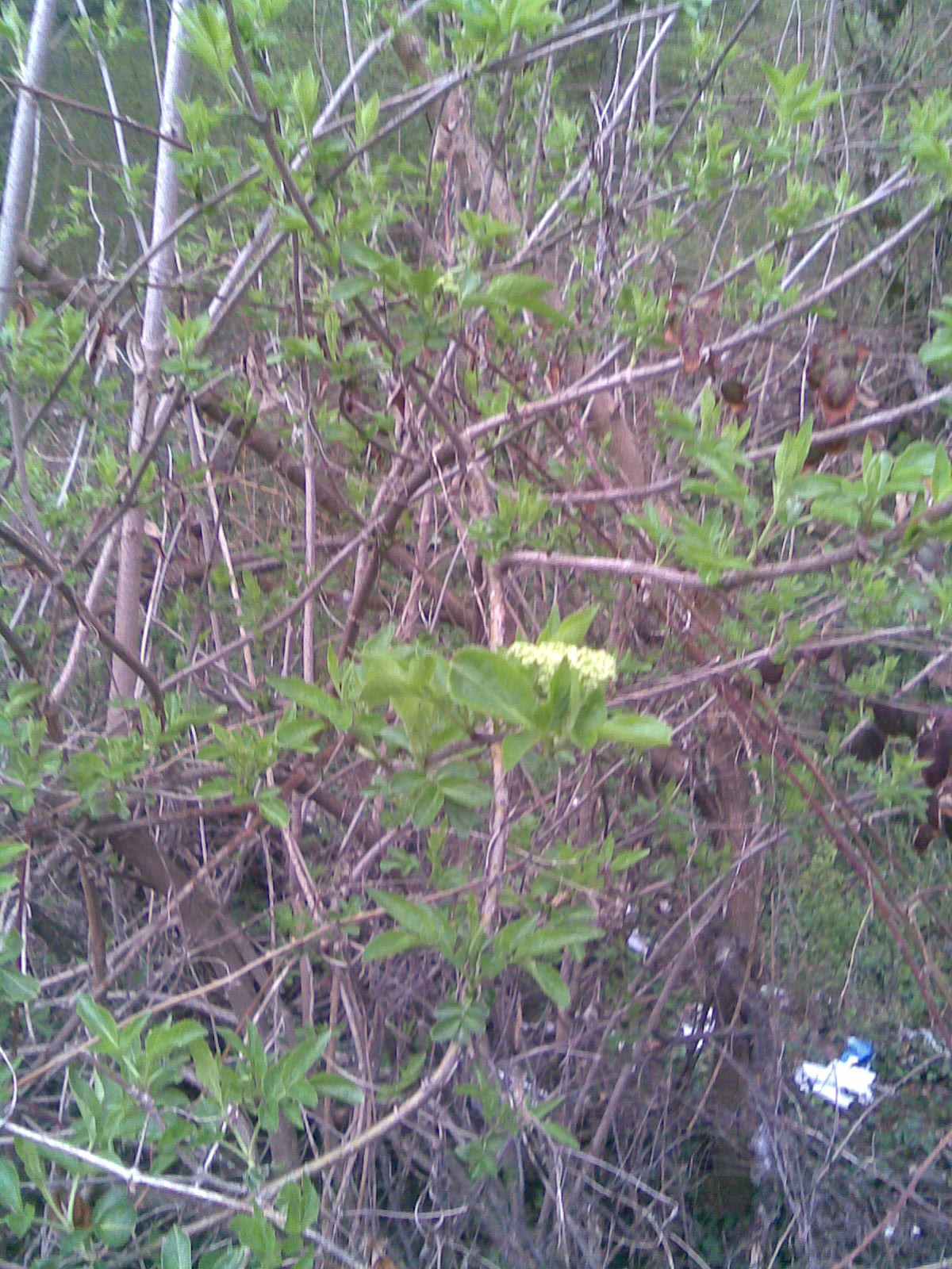Black elderberry: European Black Elderberry (Sambucus nigra) flowers in Transylvania.