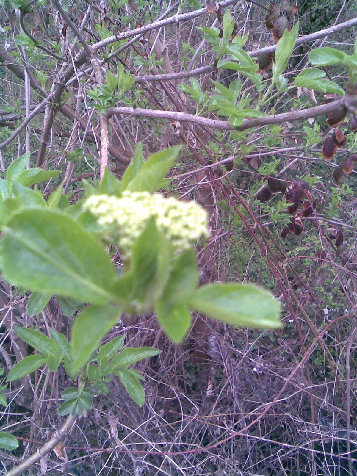 Black elderberry: European Black Elderberry (Sambucus nigra) flowers in Transylvania.