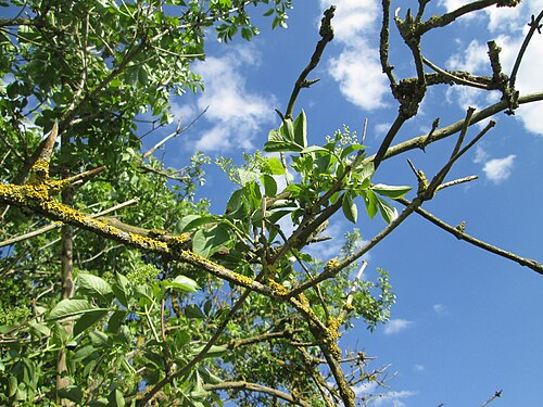 Black elderberry: Schwarzer Holunder ( Sambucus nigra ) im Naturschutzgebiet „Bachwiesen/Leopoldswiesen“ im Hockenheimer Rheinbogen