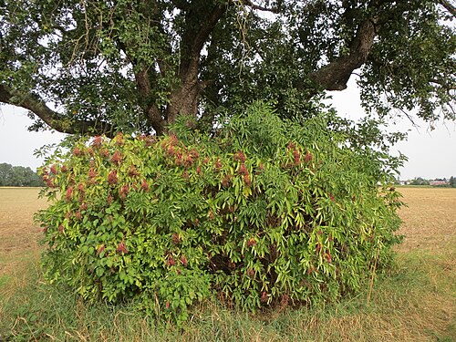 Black elderberry: Holunderstrauch ( Sambucus nigra ) bei Reilingen