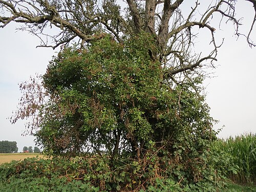 Black elderberry: Holunderstrauch ( Sambucus nigra ) vor einem Birnbaum bei Reilingen