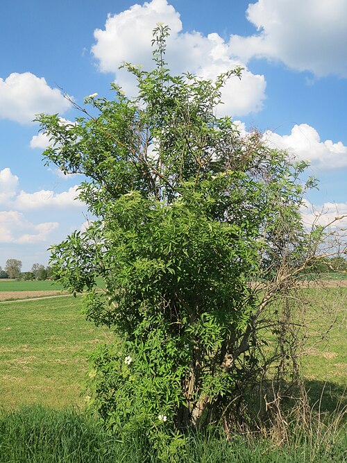 Black elderberry: Schwarzer Holunder ( Sambucus nigra ) im Hockenheimer Rheinbogen