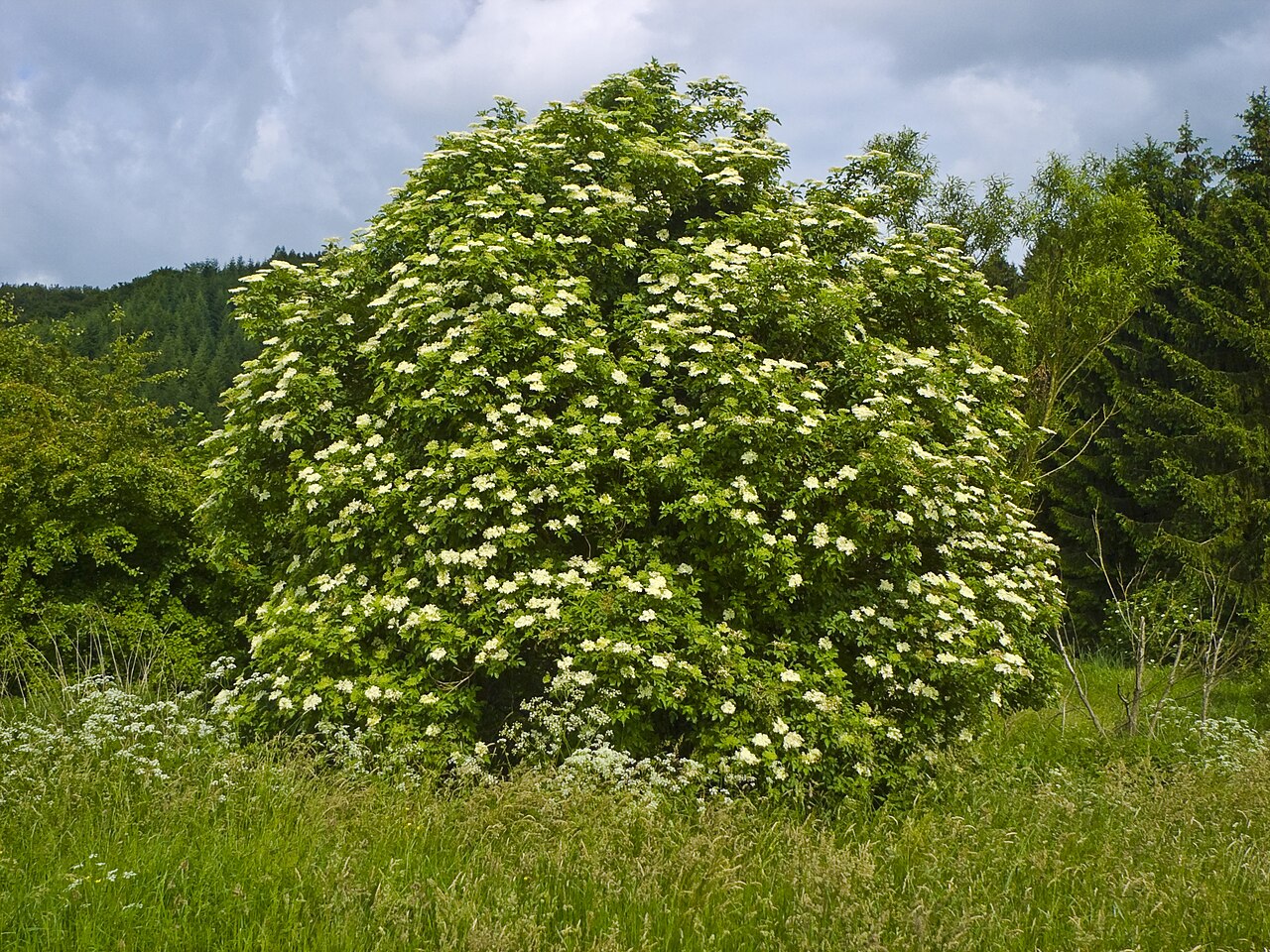 Black elderberry: Black Elder (Sambucus nigra) in the Burgwald Mountains near Wetter-Unterrosphe, Hesse, Germany