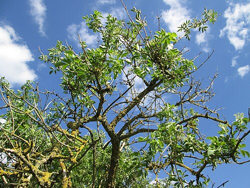 Black elderberry: Schwarzer Holunder ( Sambucus nigra ) im Naturschutzgebiet „Bachwiesen/Leopoldswiesen“ im Hockenheimer Rheinbogen