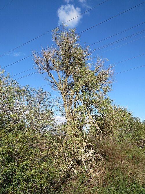 Black elderberry: Schwarzer Holunder ( Sambucus nigra ) an der A61 in Hockenheimer Rheinbogen