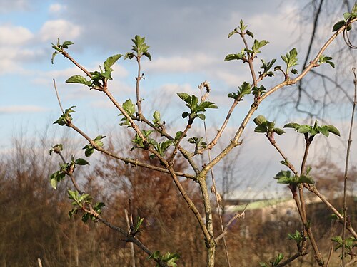 Black elderberry: Schwarzer Holunder ( Sambucus nigra ) im Hockenheimer Rheinbogen