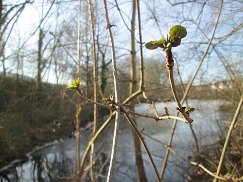 Black elderberry: Schwarzer Holunder ( Sambucus nigra ) am Staden in Saarbrücken