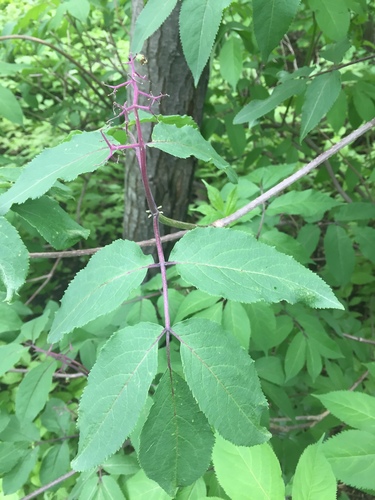 Red-berried elder (Sambucus racemosa)