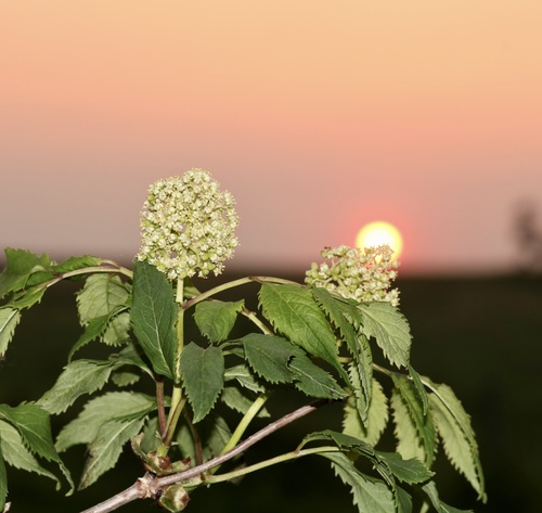 Red-berried elder (Sambucus racemosa)