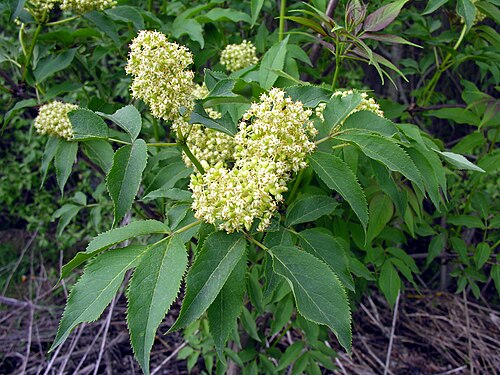 Red-berried elder: lt:Raudonuogis šeivamedis ( Sambucus racemosa ) Šeima. lt:Ūksmininiai ( Adoxaceae ) Foto: Algirdas , 2006 m. gegužės 20 d., Lietuva