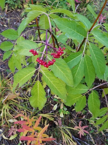 Red-berried elder (Sambucus racemosa)