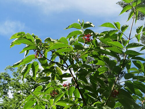 Red-berried elder: Roter Holunder ( Sambucus racemosa ) in der Schwetzinger Hardt