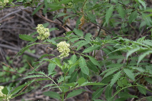 Red-berried elder