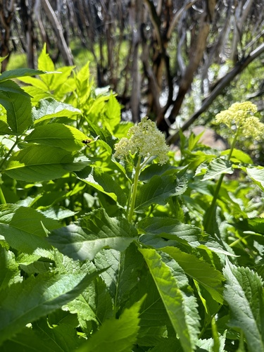 Red-berried elder (Sambucus racemosa)
