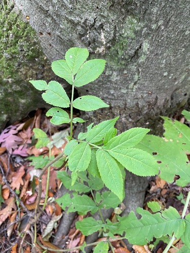 Red-berried elder (Sambucus racemosa)