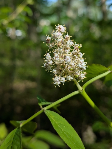 Red-berried elder (Sambucus racemosa)