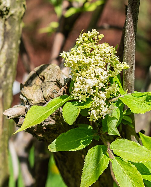 Sambucus sieboldiana: Sambucus sieboldiana in Neuer Botanischer Garten der Universität of Göttingen, Lower Saxony, Germany