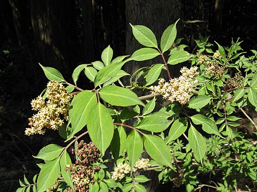 Sambucus sieboldiana: ニワトコ