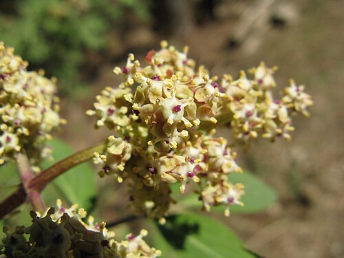 Sambucus sieboldiana: ニワトコ